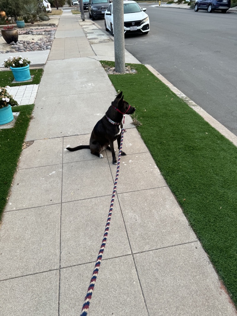 A picture of a black dog named Bowie sitting, taken on July 26 2024 at 6:16 am